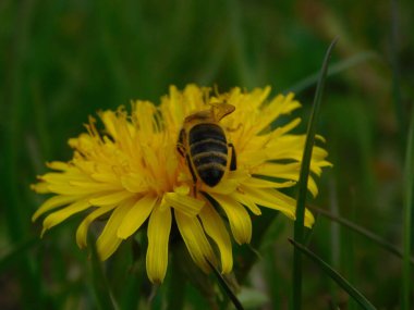 Arı türünün Apis 'i içinde bal arısı eusosyal böceği. Hepsi de Avrasya' nın yerlisi. Dantelion taraxacum officinale 'den balmumu toplamalarıyla tanınırlar.