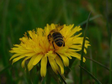 Arı türünün Apis 'i içinde bal arısı eusosyal böceği. Hepsi de Avrasya' nın yerlisi. Dantelion taraxacum officinale 'den balmumu toplamalarıyla tanınırlar.