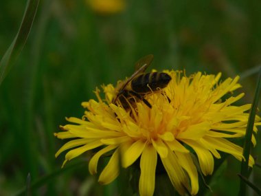 Arı türünün Apis 'i içinde bal arısı eusosyal böceği. Hepsi de Avrasya' nın yerlisi. Dantelion taraxacum officinale 'den balmumu toplamalarıyla tanınırlar.