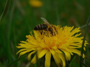 Arı türünün Apis 'i içinde bal arısı eusosyal böceği. Hepsi de Avrasya' nın yerlisi. Dantelion taraxacum officinale 'den balmumu toplamalarıyla tanınırlar.