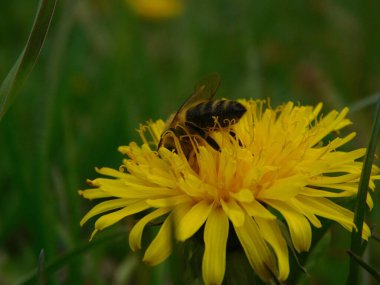 Arı türünün Apis 'i içinde bal arısı eusosyal böceği. Hepsi de Avrasya' nın yerlisi. Dantelion taraxacum officinale 'den balmumu toplamalarıyla tanınırlar.