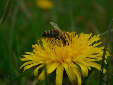 Arı türünün Apis 'i içinde bal arısı eusosyal böceği. Hepsi de Avrasya' nın yerlisi. Dantelion taraxacum officinale 'den balmumu toplamalarıyla tanınırlar.