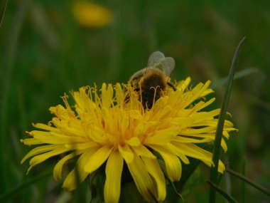 Arı türünün Apis 'i içinde bal arısı eusosyal böceği. Hepsi de Avrasya' nın yerlisi. Dantelion taraxacum officinale 'den balmumu toplamalarıyla tanınırlar.