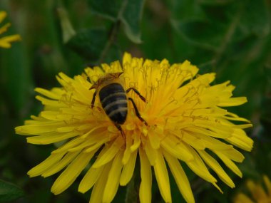 Arı türünün Apis 'i içinde bal arısı eusosyal böceği. Hepsi de Avrasya' nın yerlisi. Dantelion taraxacum officinale 'den balmumu toplamalarıyla tanınırlar.