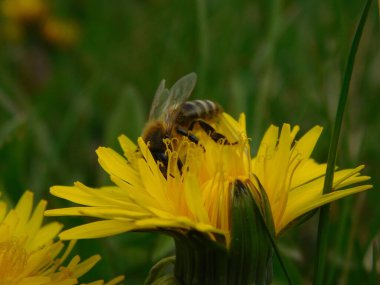 Arı türünün Apis 'i içinde bal arısı eusosyal böceği. Hepsi de Avrasya' nın yerlisi. Dantelion taraxacum officinale 'den balmumu toplamalarıyla tanınırlar.