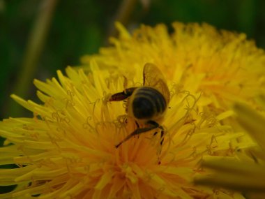 Arı türünün Apis 'i içinde bal arısı eusosyal böceği. Hepsi de Avrasya' nın yerlisi. Dantelion taraxacum officinale 'den balmumu toplamalarıyla tanınırlar.