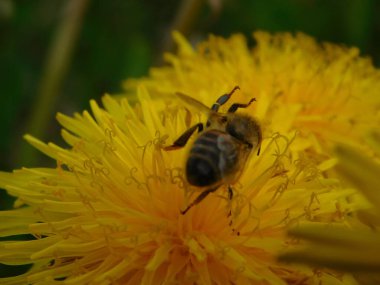 Arı türünün Apis 'i içinde bal arısı eusosyal böceği. Hepsi de Avrasya' nın yerlisi. Dantelion taraxacum officinale 'den balmumu toplamalarıyla tanınırlar.