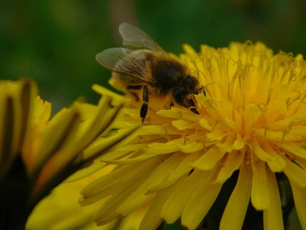 Honungsbi Eusocial Flygande Insekt Inom Släktet Apis Bee Clade Alla — Stockfoto