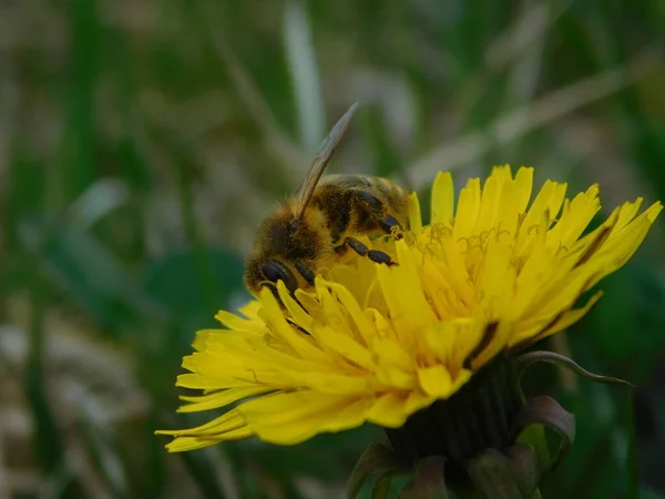 Honungsbi Eusocial Flygande Insekt Inom Släktet Apis Bee Clade Alla — Stockfoto