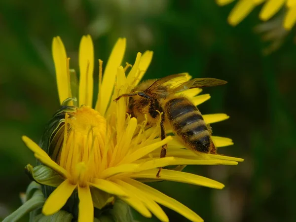 Abeja Abeja Eusocial Insecto Volador Dentro Del Género Apis Del — Foto de Stock