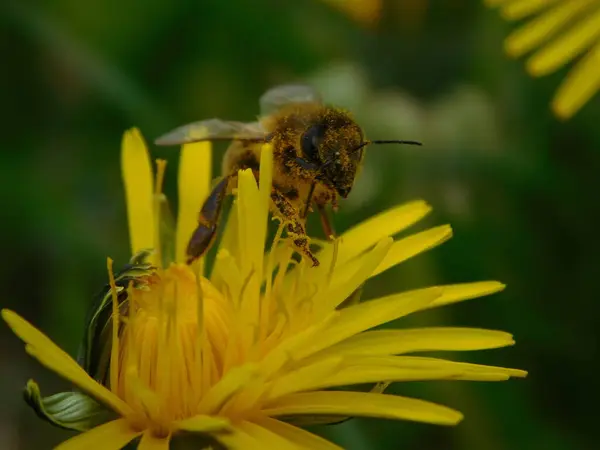 Honungsbi Eusocial Flygande Insekt Inom Släktet Apis Bee Clade Alla — Stockfoto