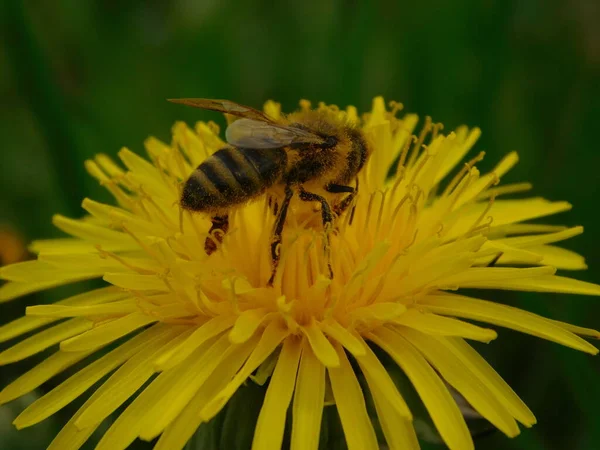 Arı türünün Apis 'i içinde bal arısı eusosyal böceği. Hepsi de Avrasya' nın yerlisi. Dantelion taraxacum officinale 'den balmumu toplamalarıyla tanınırlar.