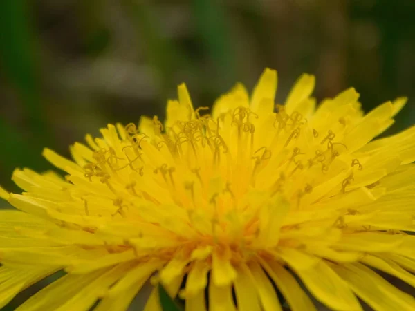 Dandelions Hill Czech Republic Taraxacum Officinale — Stock Photo, Image