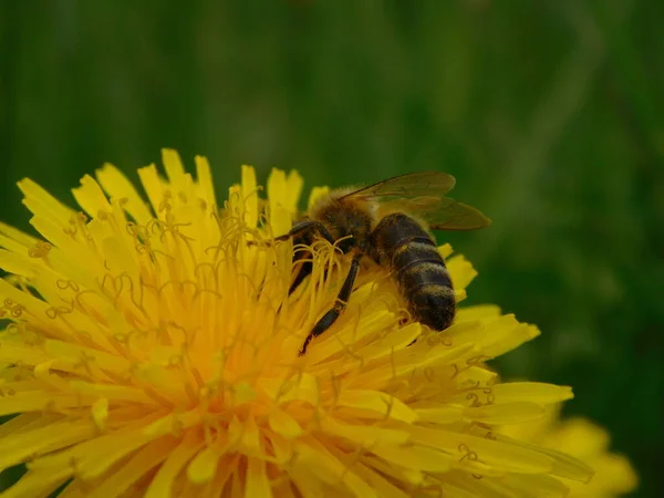 Μέλισσα Eusocial Ιπτάμενο Έντομο Του Γένους Apis Της Μέλισσας Clade — Φωτογραφία Αρχείου