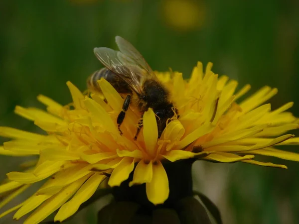 Honungsbi Eusocial Flygande Insekt Inom Släktet Apis Bee Clade Alla — Stockfoto