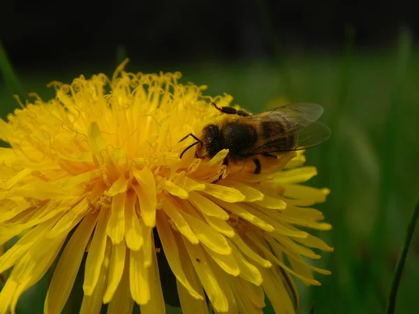 Honungsbi Eusocial Flygande Insekt Inom Släktet Apis Bee Clade Alla — Stockfoto