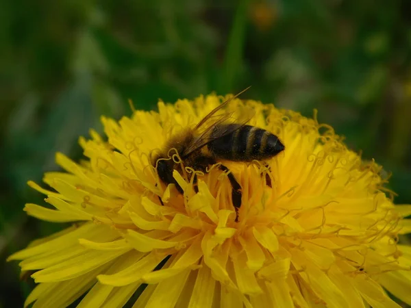 Arı türünün Apis 'i içinde bal arısı eusosyal böceği. Hepsi de Avrasya' nın yerlisi. Dantelion taraxacum officinale 'den balmumu toplamalarıyla tanınırlar.