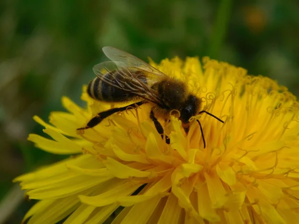 Arı türünün Apis 'i içinde bal arısı eusosyal böceği. Hepsi de Avrasya' nın yerlisi. Dantelion taraxacum officinale 'den balmumu toplamalarıyla tanınırlar.