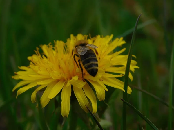 Μέλισσα Eusocial Ιπτάμενο Έντομο Του Γένους Apis Της Μέλισσας Clade — Φωτογραφία Αρχείου