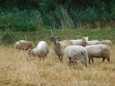 Ovis arsaları koyunlar ya da evcil koyunlar evcilleştirilir, geviş getiren memeliler genellikle çiftlik hayvanı olarak tutulurlar. Koyun terimi Ovis cinsindeki diğer türler için de geçerli olsa da, günlük kullanımda neredeyse 
