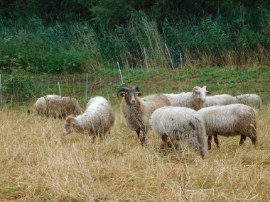 Ovis arsaları koyunlar ya da evcil koyunlar evcilleştirilir, geviş getiren memeliler genellikle çiftlik hayvanı olarak tutulurlar. Koyun terimi Ovis cinsindeki diğer türler için de geçerli olsa da, günlük kullanımda neredeyse 