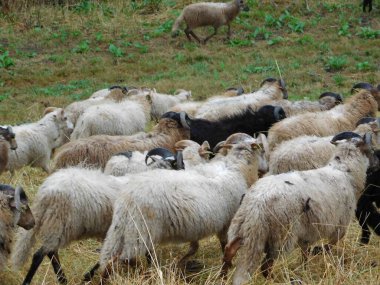 Ovis arsaları koyunlar ya da evcil koyunlar evcilleştirilir, geviş getiren memeliler genellikle çiftlik hayvanı olarak tutulurlar. Koyun terimi Ovis cinsindeki diğer türler için de geçerli olsa da, günlük kullanımda neredeyse 
