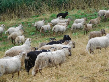 Ovis arsaları koyunlar ya da evcil koyunlar evcilleştirilir, geviş getiren memeliler genellikle çiftlik hayvanı olarak tutulurlar. Koyun terimi Ovis cinsindeki diğer türler için de geçerli olsa da, günlük kullanımda neredeyse 