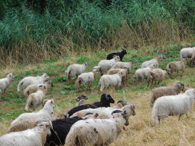 Ovis arsaları koyunlar ya da evcil koyunlar evcilleştirilir, geviş getiren memeliler genellikle çiftlik hayvanı olarak tutulurlar. Koyun terimi Ovis cinsindeki diğer türler için de geçerli olsa da, günlük kullanımda neredeyse 