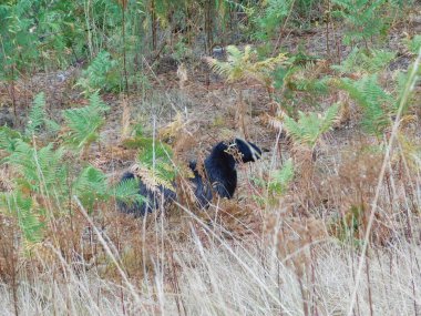 Ovis arsaları koyunlar ya da evcil koyunlar evcilleştirilir, geviş getiren memeliler genellikle çiftlik hayvanı olarak tutulurlar. Koyun terimi Ovis cinsindeki diğer türler için de geçerli olsa da, günlük kullanımda neredeyse 