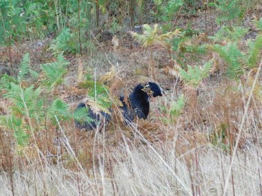 Ovis arsaları koyunlar ya da evcil koyunlar evcilleştirilir, geviş getiren memeliler genellikle çiftlik hayvanı olarak tutulurlar. Koyun terimi Ovis cinsindeki diğer türler için de geçerli olsa da, günlük kullanımda neredeyse 