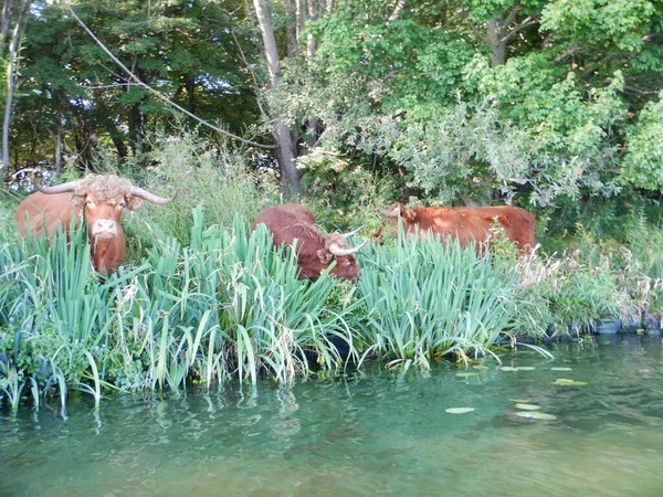 Bos Taurus 가축화 동물이다 현대적으로 Bovinae 일부이며 분포하는 Bos — 스톡 사진