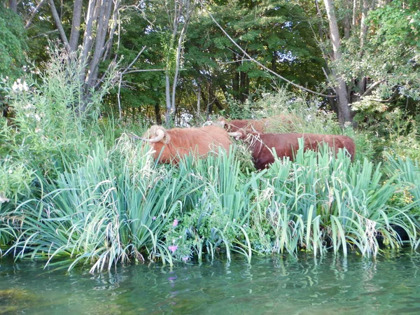 Cattle Bos Taurus Large Domesticated Cloven Hooved Herbivores Prominent Modern — Stock Photo, Image