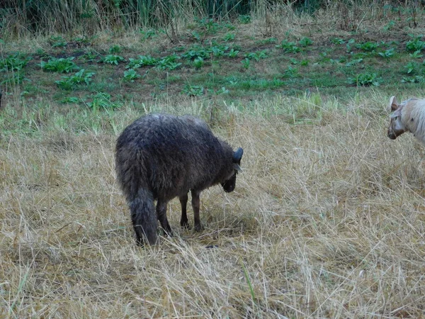 Ovis Aries Owce Lub Owce Domowe Udomowionymi Przeżuwaczami Ssakami Zazwyczaj — Zdjęcie stockowe