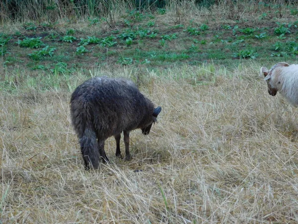 Ovis Aries Ovinos Ovelhas Domésticas São Domesticados Mamíferos Ruminantes Tipicamente — Fotografia de Stock