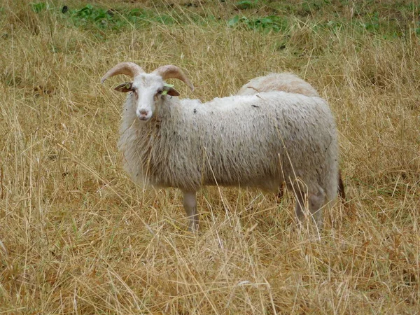 Ovis Aries Ovce Nebo Domácí Ovce Jsou Domácí Savci Přežvýkavci — Stock fotografie