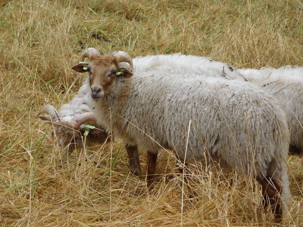 卵巣羊や国内の羊は家畜化されており 通常は家畜として飼われている 羊という言葉はオビスス属の他の種に適用することができますが 日常的に使用されています — ストック写真