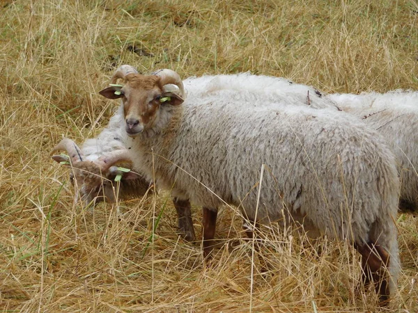 Ovis Aries Ovinos Ovelhas Domésticas São Domesticados Mamíferos Ruminantes Tipicamente — Fotografia de Stock