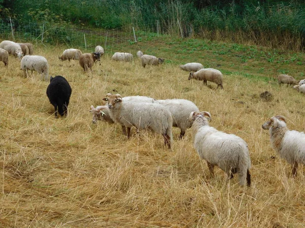 Ovis Aries Ovejas Ovejas Domésticas Son Domesticadas Mamíferos Rumiantes Típicamente — Foto de Stock