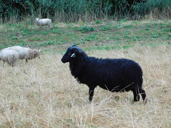 卵巣羊や国内の羊は家畜化されており 通常は家畜として飼われている 羊という言葉はオビスス属の他の種に適用することができますが 日常的に使用されています — ストック写真