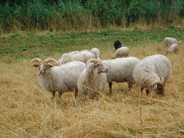 Ovis Aries Schapen Huisdieren Schapen Zijn Gedomesticeerd Herkauwers Zoogdieren Meestal — Stockfoto