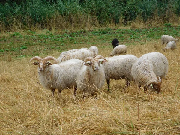 Ovis Aries Ovinos Ovelhas Domésticas São Domesticados Mamíferos Ruminantes Tipicamente — Fotografia de Stock