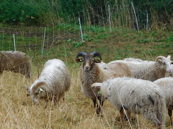 Ovis Aries Schafe Oder Hausschafe Sind Domestizierte Wiederkäuende Säugetiere Die — Stockfoto