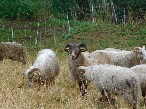 Ovis Aries Birka Juh Vagy Háziasított Juh Háziasított Kérődző Emlősök — Stock Fotó