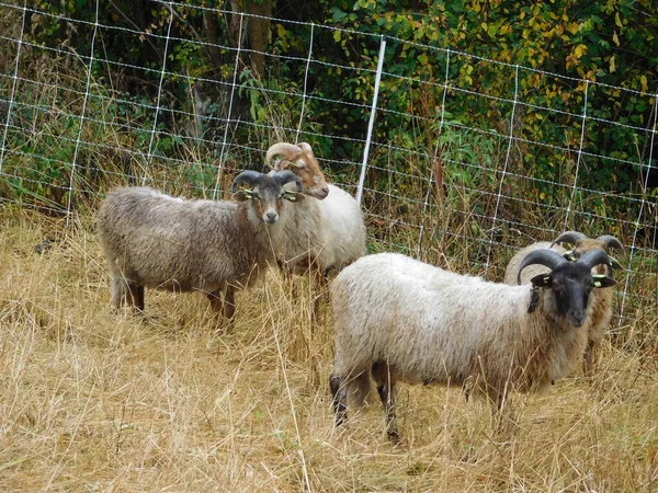 Вівці Або Домашні Вівці Одомашнені Жувальні Ссавці Правило Утримуються Худоба — стокове фото