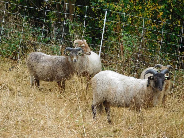 Ovis Aries Ovce Nebo Domácí Ovce Jsou Domácí Savci Přežvýkavci — Stock fotografie