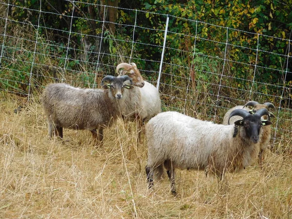 Ovis Aries Schafe Oder Hausschafe Sind Domestizierte Wiederkäuende Säugetiere Die — Stockfoto