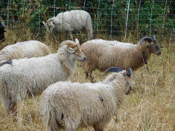 Ovis Aries Schafe Oder Hausschafe Sind Domestizierte Wiederkäuende Säugetiere Die — Stockfoto