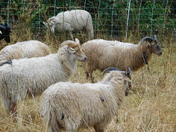 Ovis Aries Schafe Oder Hausschafe Sind Domestizierte Wiederkäuende Säugetiere Die — Stockfoto