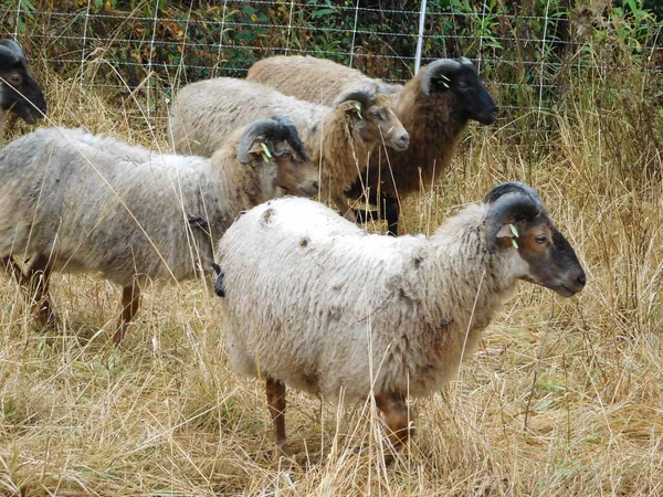 Ovis Aries Owce Lub Owce Domowe Udomowionymi Przeżuwaczami Ssakami Zazwyczaj — Zdjęcie stockowe