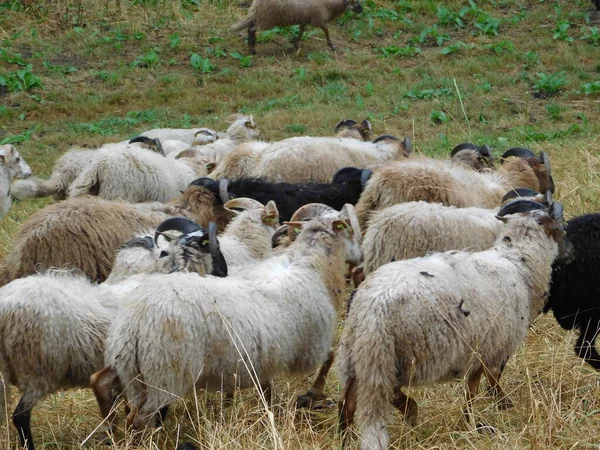 Ovis Aries Πρόβατα Κατοικίδια Πρόβατα Εξημερώνονται Μηρυκαστικά Συνήθως Εκτρέφονται Ζώα — Φωτογραφία Αρχείου